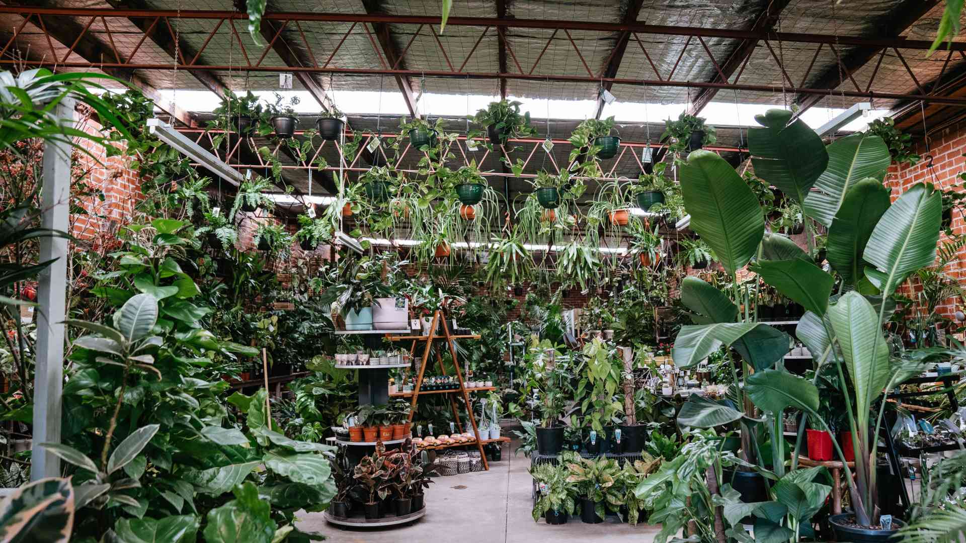 Happy Plants Happy Home with Botanicah