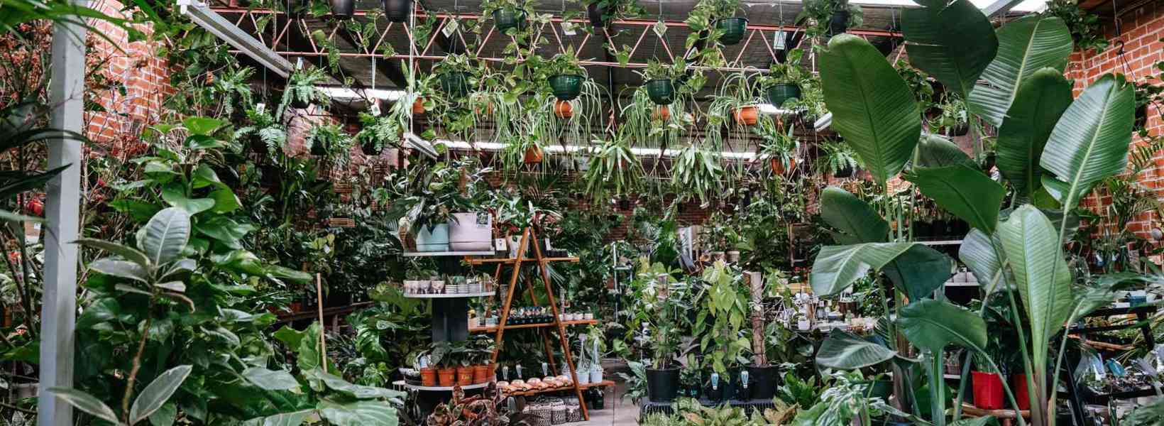 Happy Plants Happy Home with Botanicah Happy Plants Happy Home with Botanicah