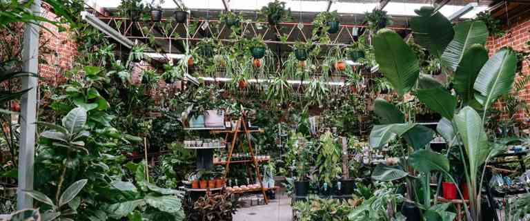 Happy Plants Happy Home with Botanicah Happy Plants Happy Home with Botanicah
