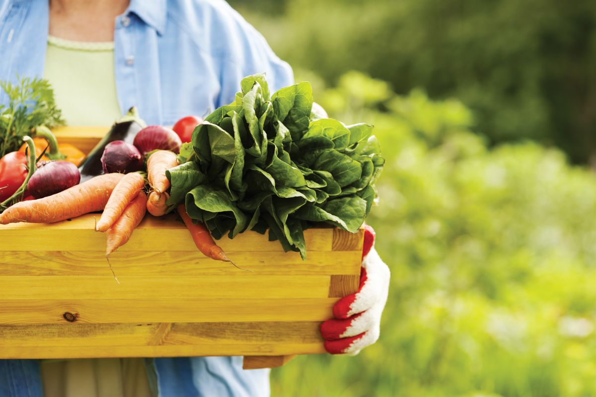 martha-cove-market-day-event.jpg