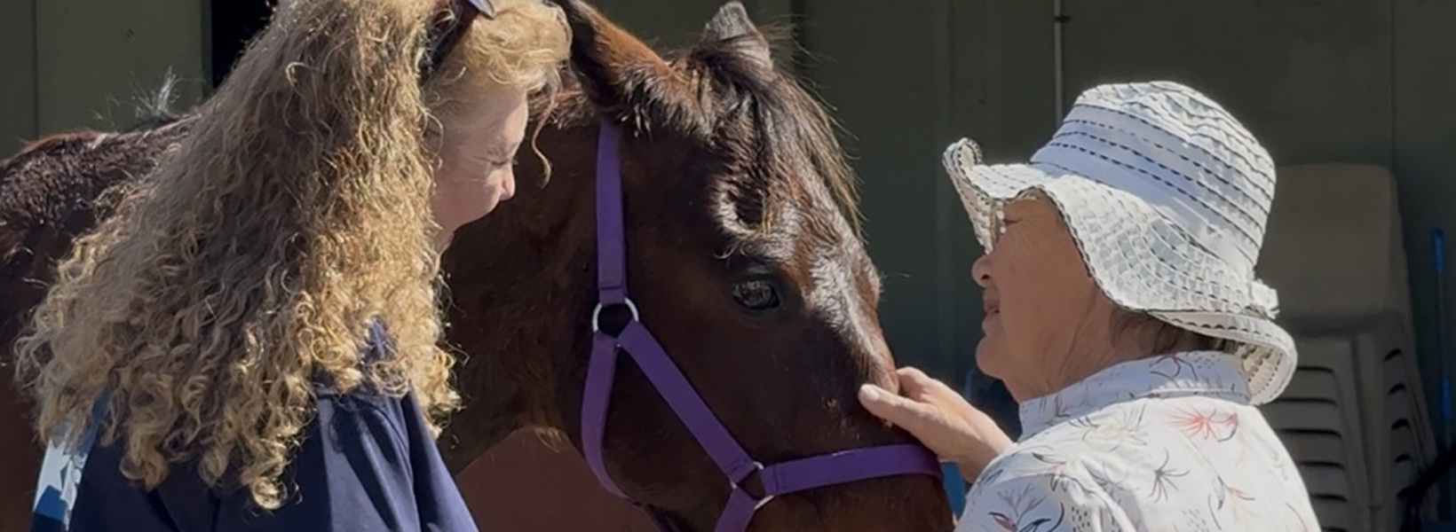 Galleon Gardens residents getting to know ex-race horses.jpg Galleon Gardens residents getting to know ex-race horses.jpg