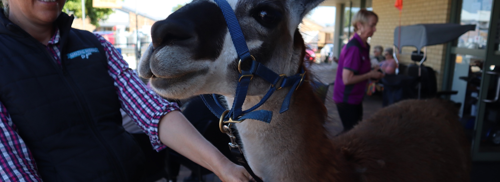 Fernhill Ekka Day Aug 2019 (62).JPG Fernhill Ekka Day Aug 2019 (62).JPG